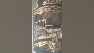 PANCINGAN SUARA BURUNG PERKUTUT BANGKOK MANGGUNG GACOR