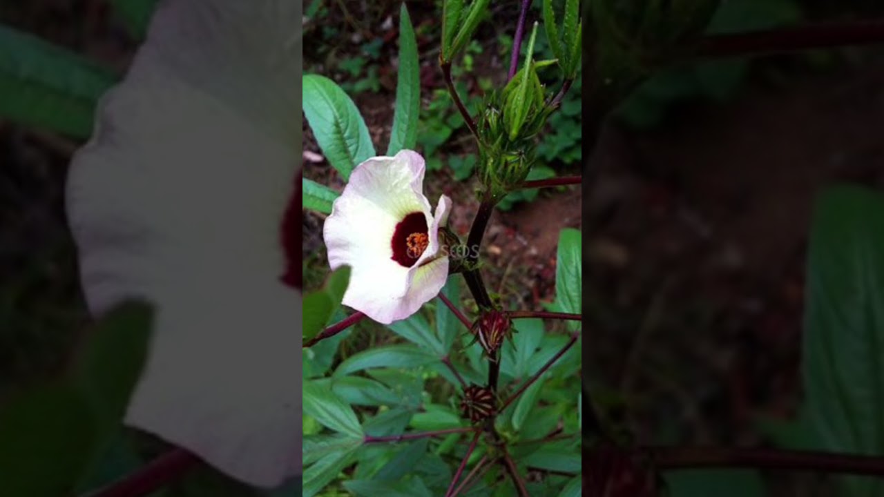 புளிச்சைக்கீரை நன்மைகள்