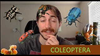 Coleoptera: The Beetles - Order Spotlight