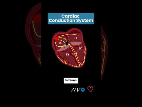 Cardiac Conduction System 