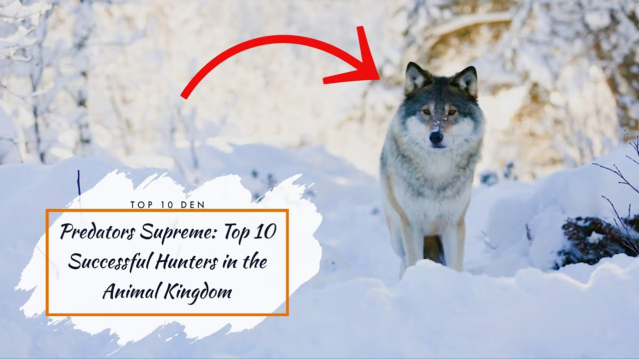 Predators Supreme Top 10 Successful Hunters in the Animal Kingdom