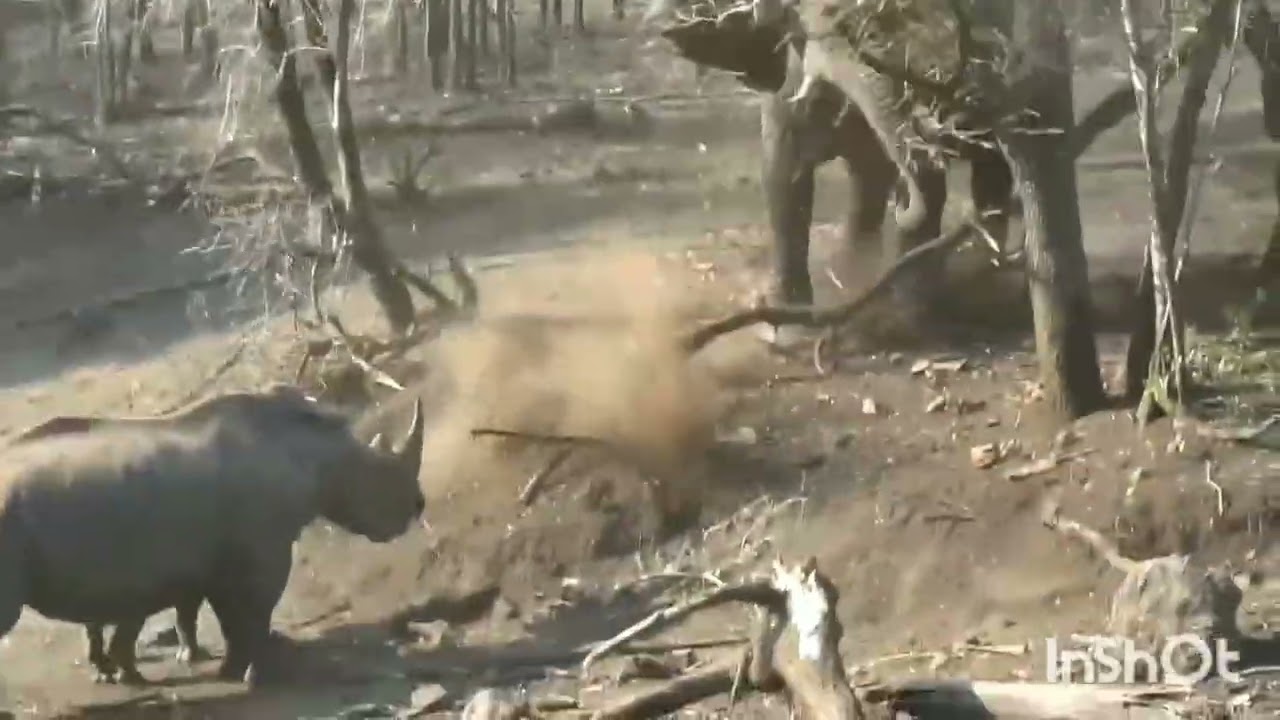 Elephant vs Rhino 🐘🦏 | Jungle’s Most Powerful Clash!