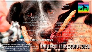 До слез Жестокая правда приютов для животных ❤ animals in the shelter needs your help До слез Жестокая правда приютов для животных ❤ animals in the shelter needs your help