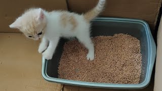 5 weeks old kitten finally using litter box but he forgot to burry the treasure | creme orange cat