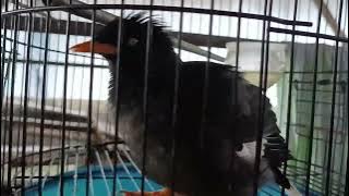 JALAK KEBO VERSI KUTILANG | JALAK KEBO ISIAN KUTILANG GACOR DOR