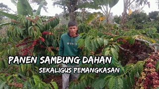 THE RIGHT SOLUTION TO MAINTAIN STABILITY OF COFFEE HARVEST RESULTS