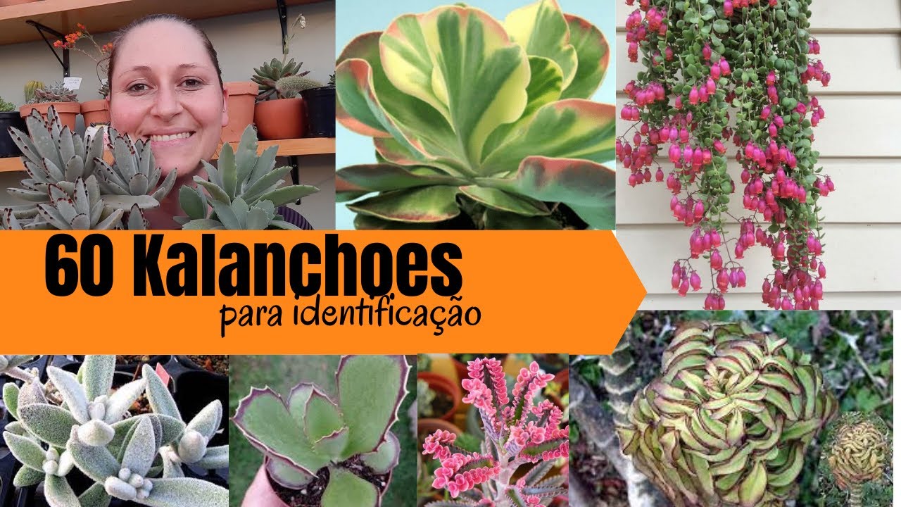 60 KALANCHOES para IDENTIFICAÇÃO //   Suculentas do gênero KALANCHOE identificadas!!!