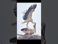 황새의 구애의 몸짓은...😳🦩🪽 아름다운 예술이었다. The stork’s courtship display... was a beautiful work of art.