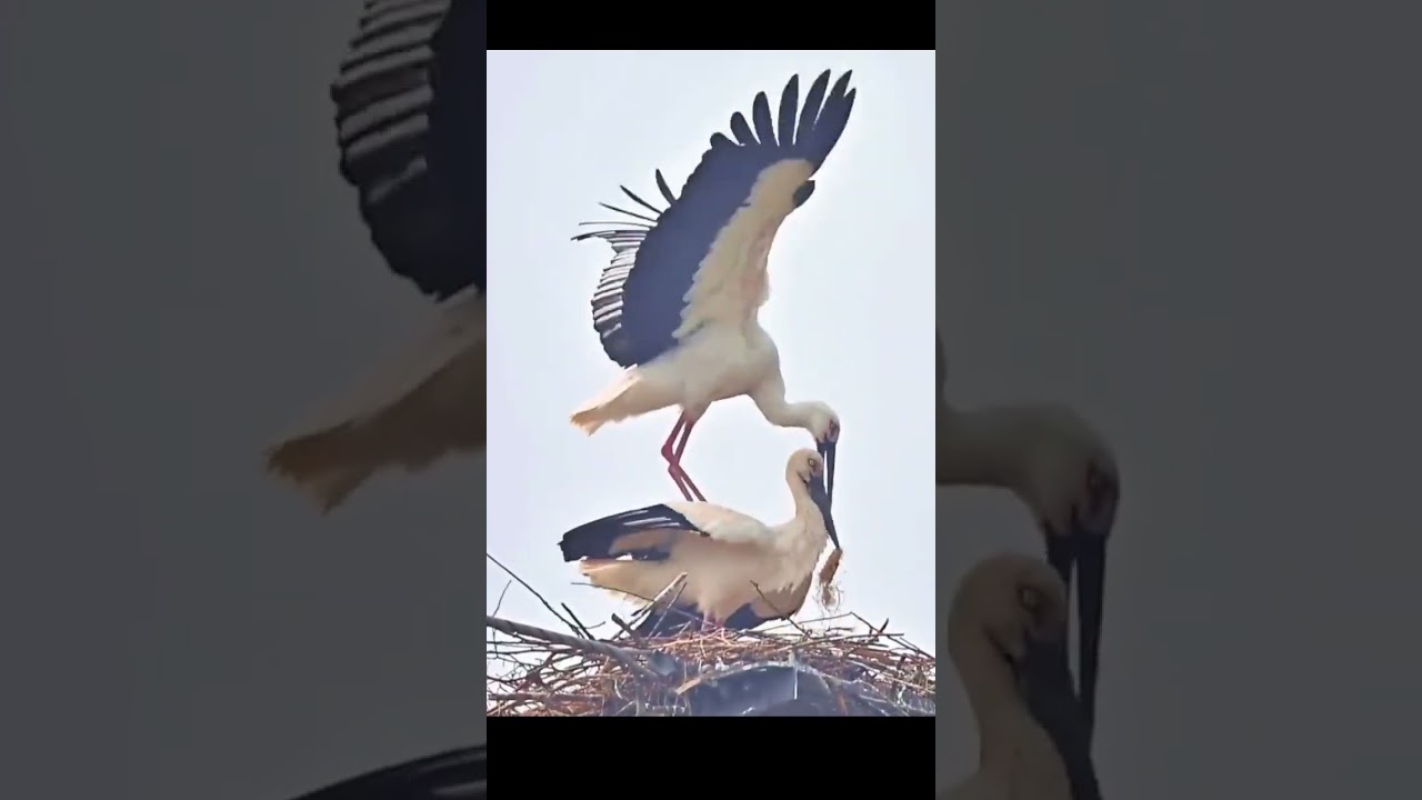 황새의 구애의 몸짓은...😳🦩🪽 아름다운 예술이었다. The stork’s courtship display... was a beautiful work of art.