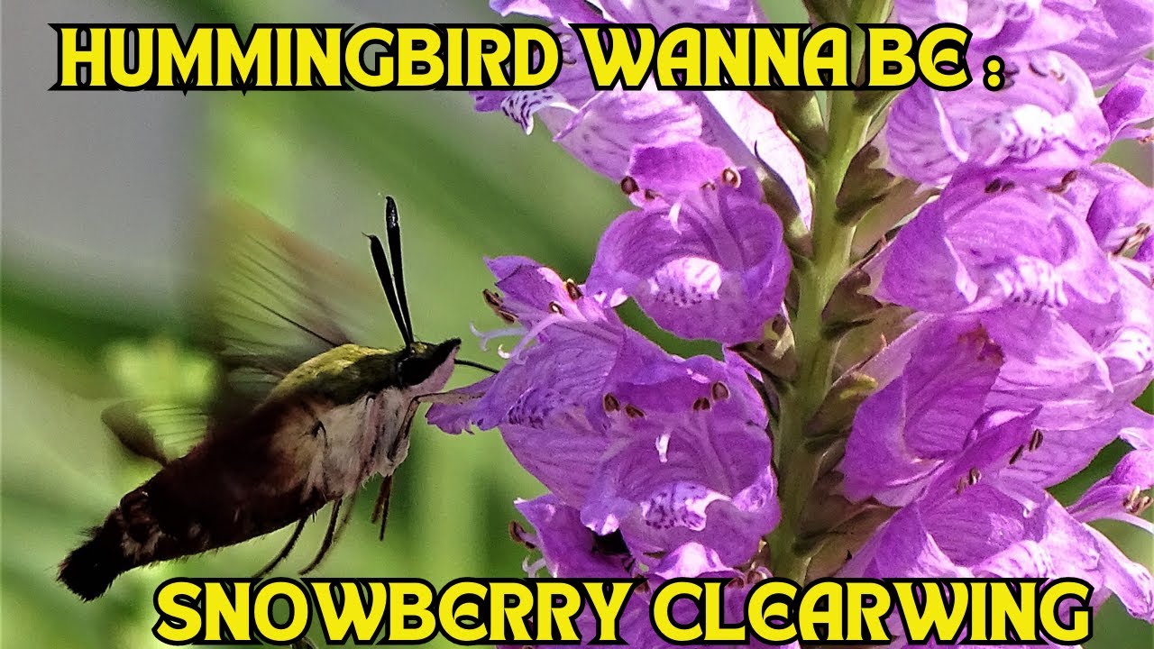 Nature's Tiny Aviator That Thinks It's a Hummingbird: The Snowberry Clearwing Moth