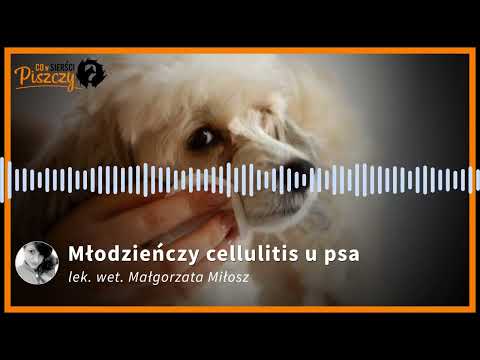 Młodzieńczy cellulitis u psa | Lek. wet. Małgorzata Miłosz