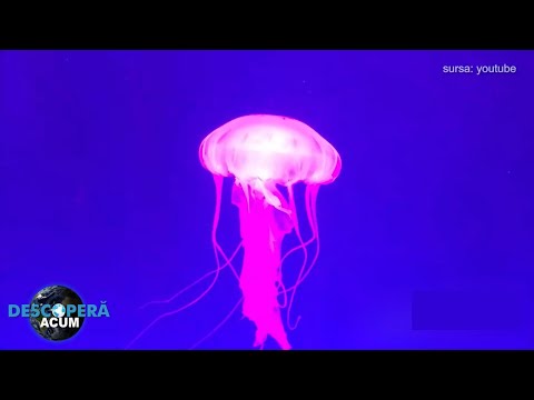 Video: Meduză nemuritoare Turritopsis nutricula