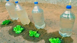 How to make drip irrigation for vegetables very easy and economical with plastic bottles.