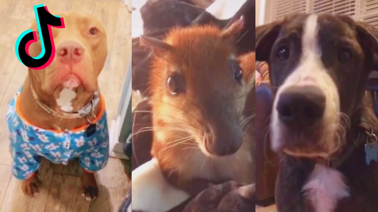 I Just Wanna Be Appreciated Tiktok Compilation Youtube