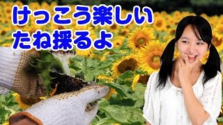 家族で楽しむ ひまわりの種の採り方 夏の園芸講座 家庭菜園 Sunflower species