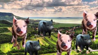 Micro-pigs and the Pros and Cons of GMO Pets