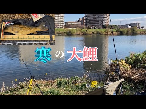 多摩川/カーブ内側でヒット！鯉釣り大鯉［12月6日］ - YouTube