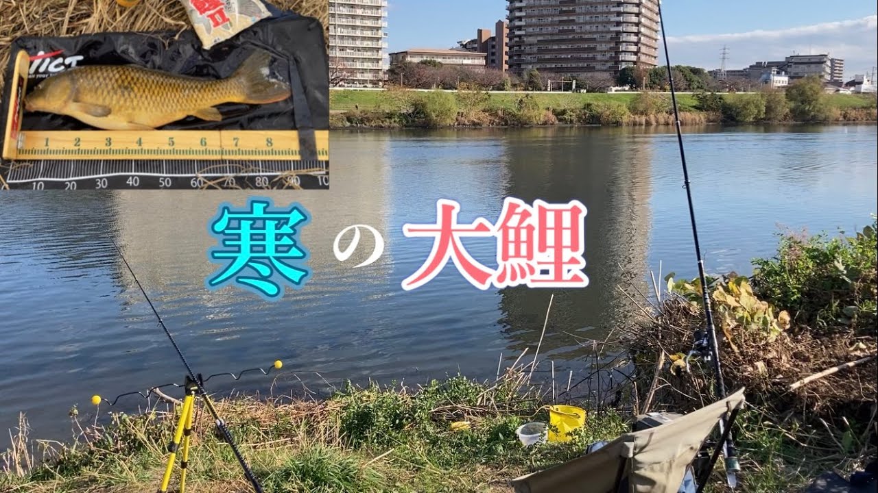 多摩川/カーブ内側でヒット！鯉釣り大鯉［12月6日］
