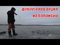 ДИКИЙ КЛЕВ ОКУНЯ на балансир! первый лед 2019 - 2020