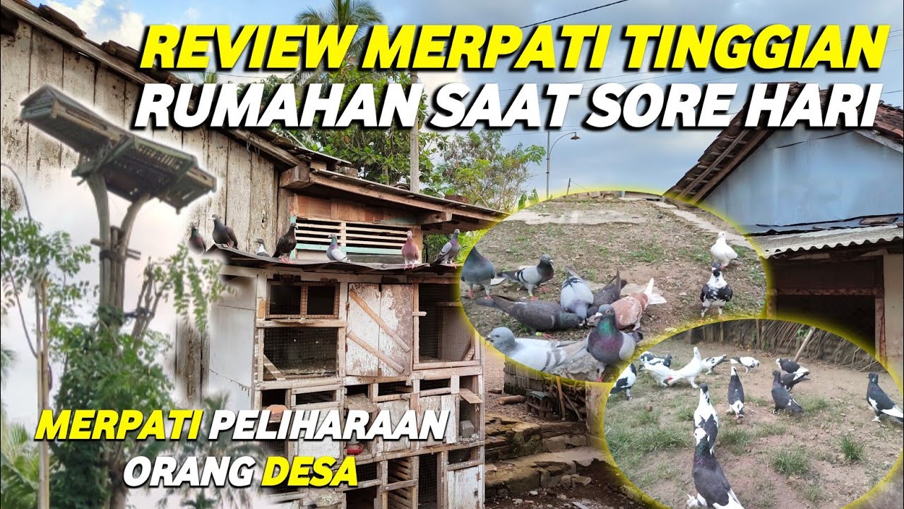 AMAZING‼️PELIHARAAN ORANG DESA || REVIEW MERPATI ENDEMIK RUMAHAN SAAT SORE