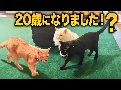 誕生日プレゼント開封生放送 - YouTube