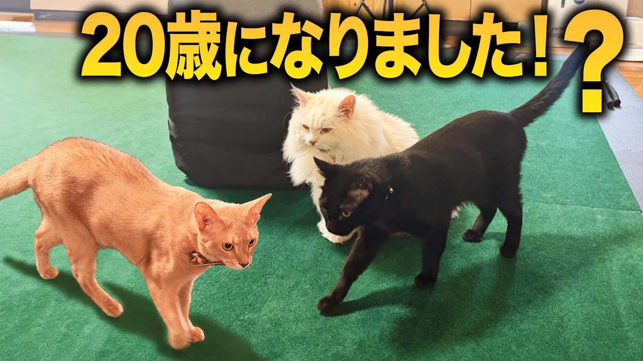 黒猫ちゃん　おめでとう 30万人突破記念生放送！ - YouTube