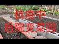 【造菜园】抗疫期，宅家里造田种菜吧 | 后院变菜园 | Turning My Backyard Into A Vegetable Garden