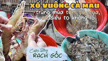 Xổ vuông tôm con nước đầu tiên mà quá trời tôm sú bự | Cuộc sống Rạch Gốc #5