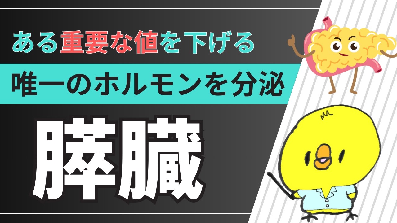 膵臓の役割や構造について！糖尿病との関係や検査のまとめ