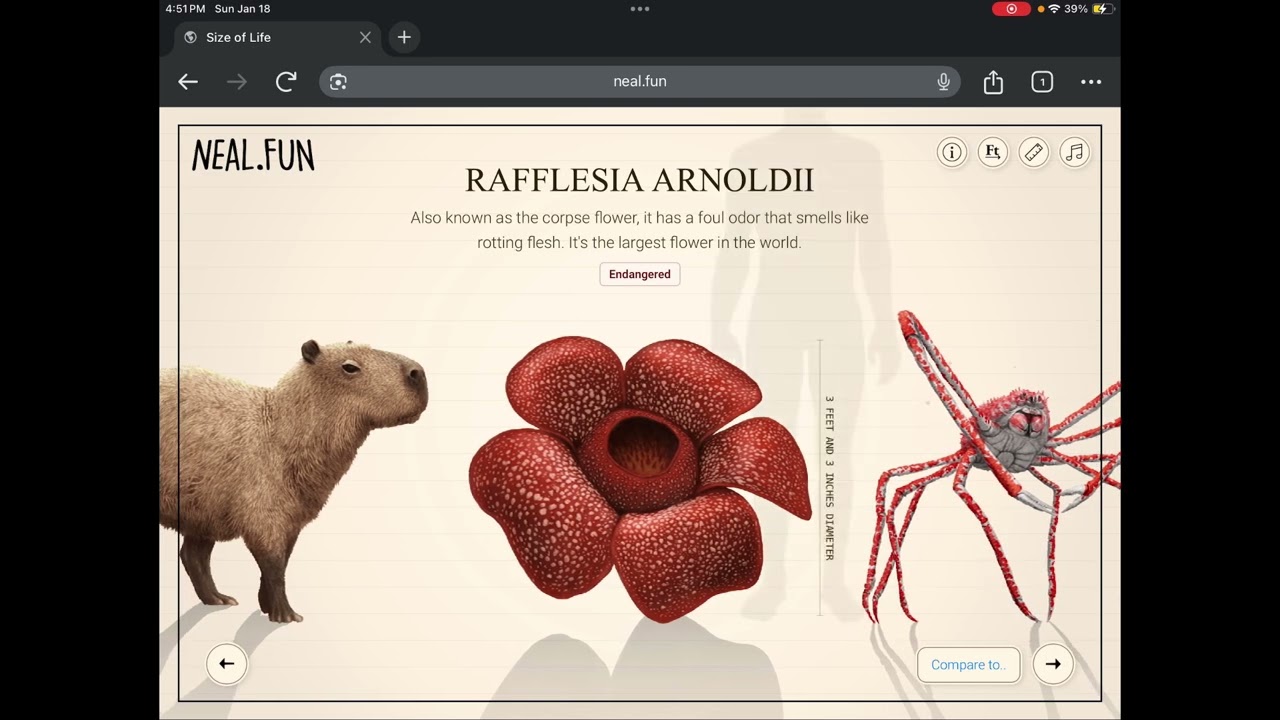 Neal.Fun: Size of Life!