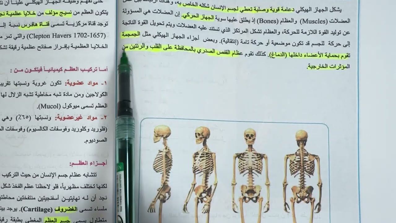 الجهاز الهيكلي للصف الثالث متوسط ص ١٦  شرح وملخص حسب الطبعة الجديدة / المحاضرة ١ 