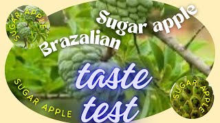 Brazilian Sugar Apple Rich in Phytochemicals and Antioxidant