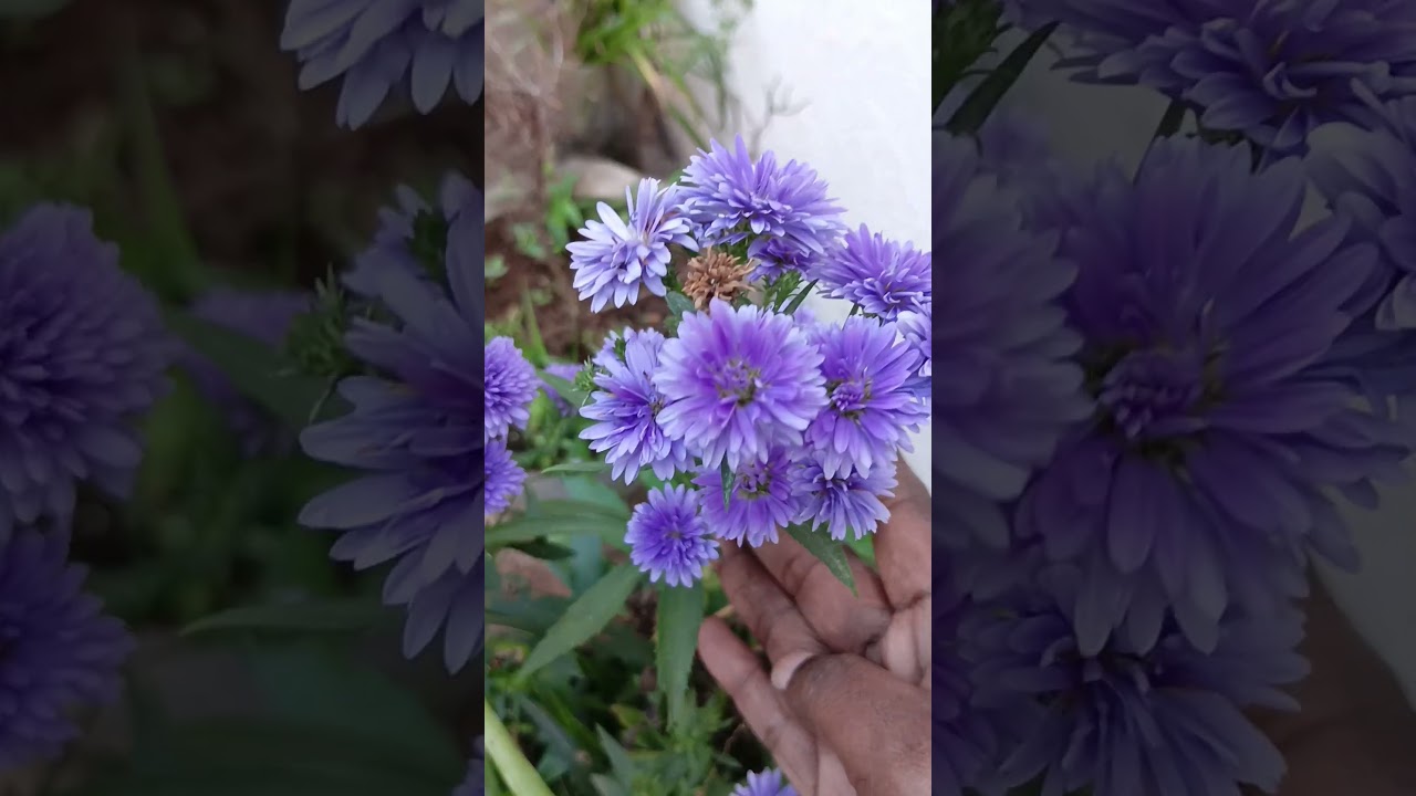 subscribe ✨❤️#subscribe