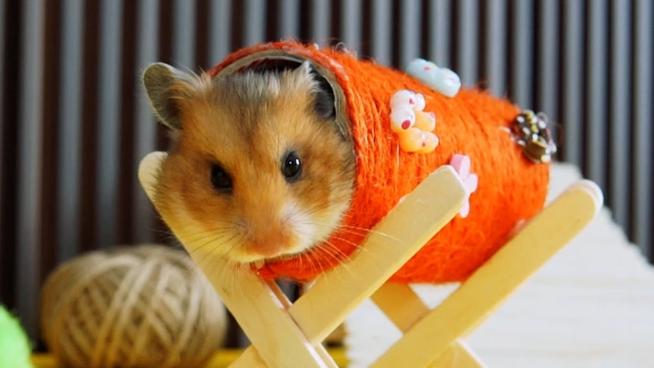 How to make Hamster Toys - Very Easy & Quick DIY Hamster - YouTube