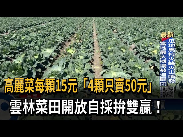 高麗菜4顆只賣50元！雲林菜田開放民眾自採－民視台語新聞