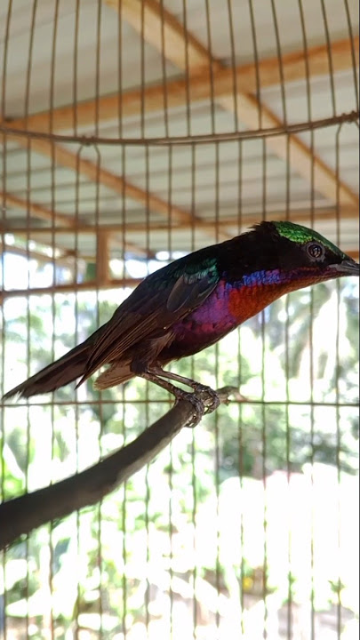 suara burung king konin nenmbak #pancingansogokotong #sogongacorngobra #burungkicaudialamliar