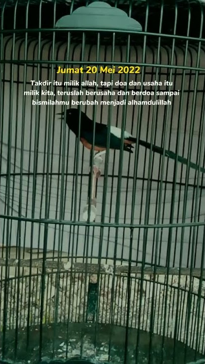 story wa murai batu keren #motivasi #muraibatuindonesia  #muraifighter #muraibatugacor