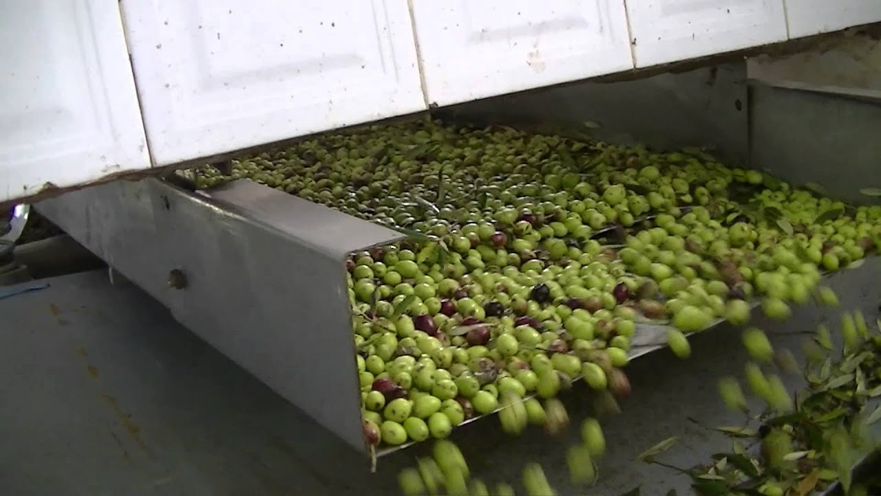 Olive stones after depitting (Integrale) from certified organic