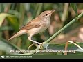 Καλαμοποταμίδα (Acrocephalus scirpaceus)