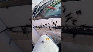 Love bugs, massive swarm on white car and spilled coffee
