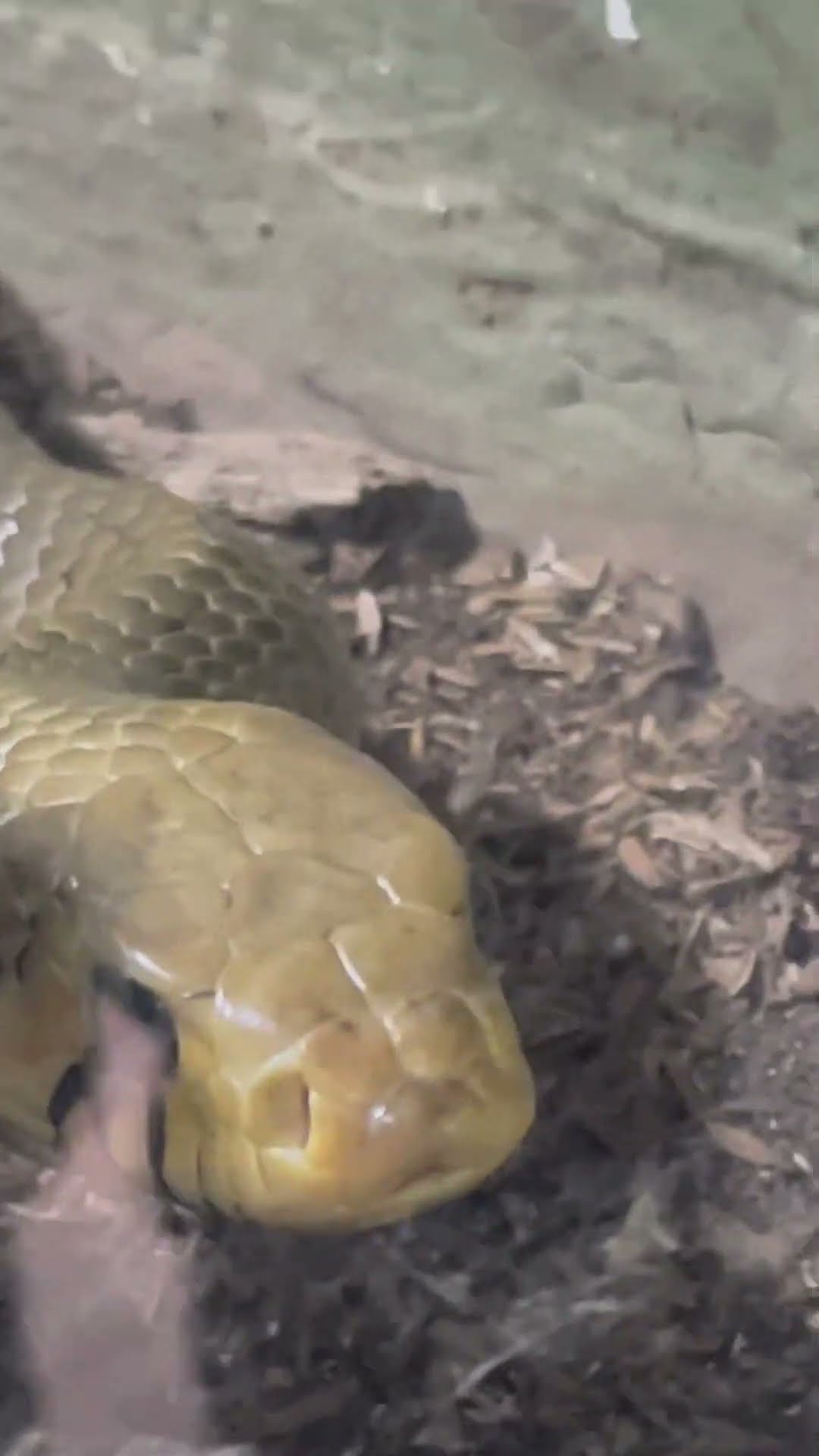 Beautiful Snake