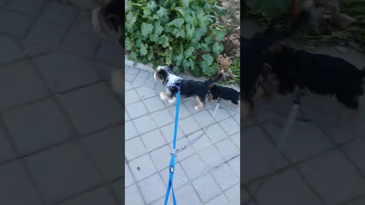 🥶Mañana fría yorkshire terrier mini toy