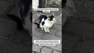 Iki Gözü De Kör Sürekli Şiddete Maruz Kalıyor, Korku Içinde Bağırıyor Sokakta Hayatta Kalmaz