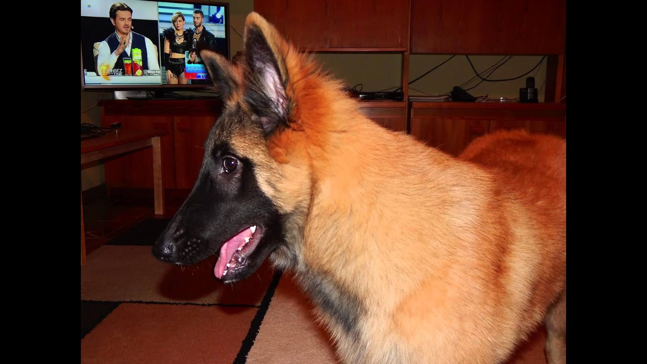 Pryde Dog Arabat 25 Oct 2013 HD 1080p