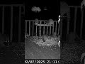 Oh my goodness, look at these fatty raccoons on the deck