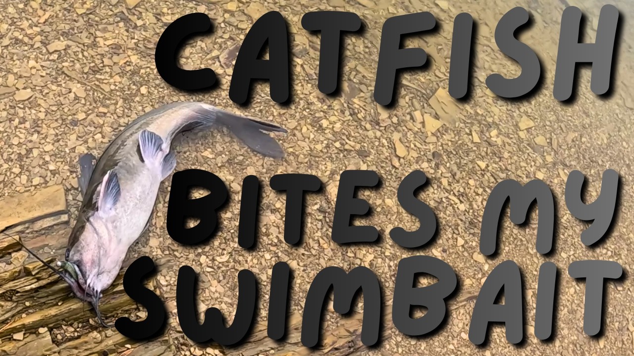 Catfish Bites My Swimbait