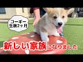 パピーコーギーお迎えに行ってきました。ようこそ我が家へ♪