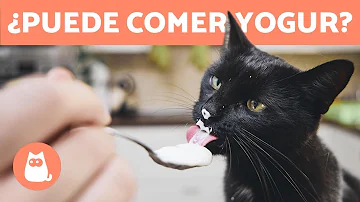 ¿Puede un gato tomar yogur?