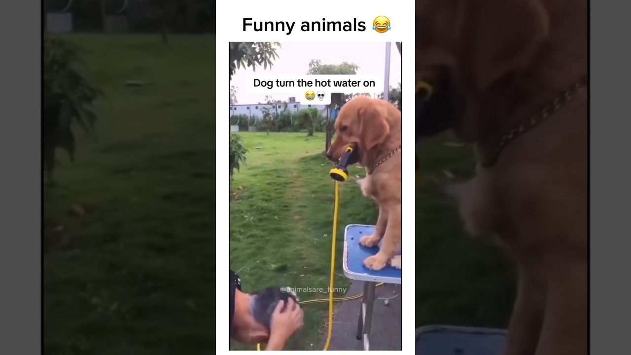 Pawtrait Gallery of Laughs 