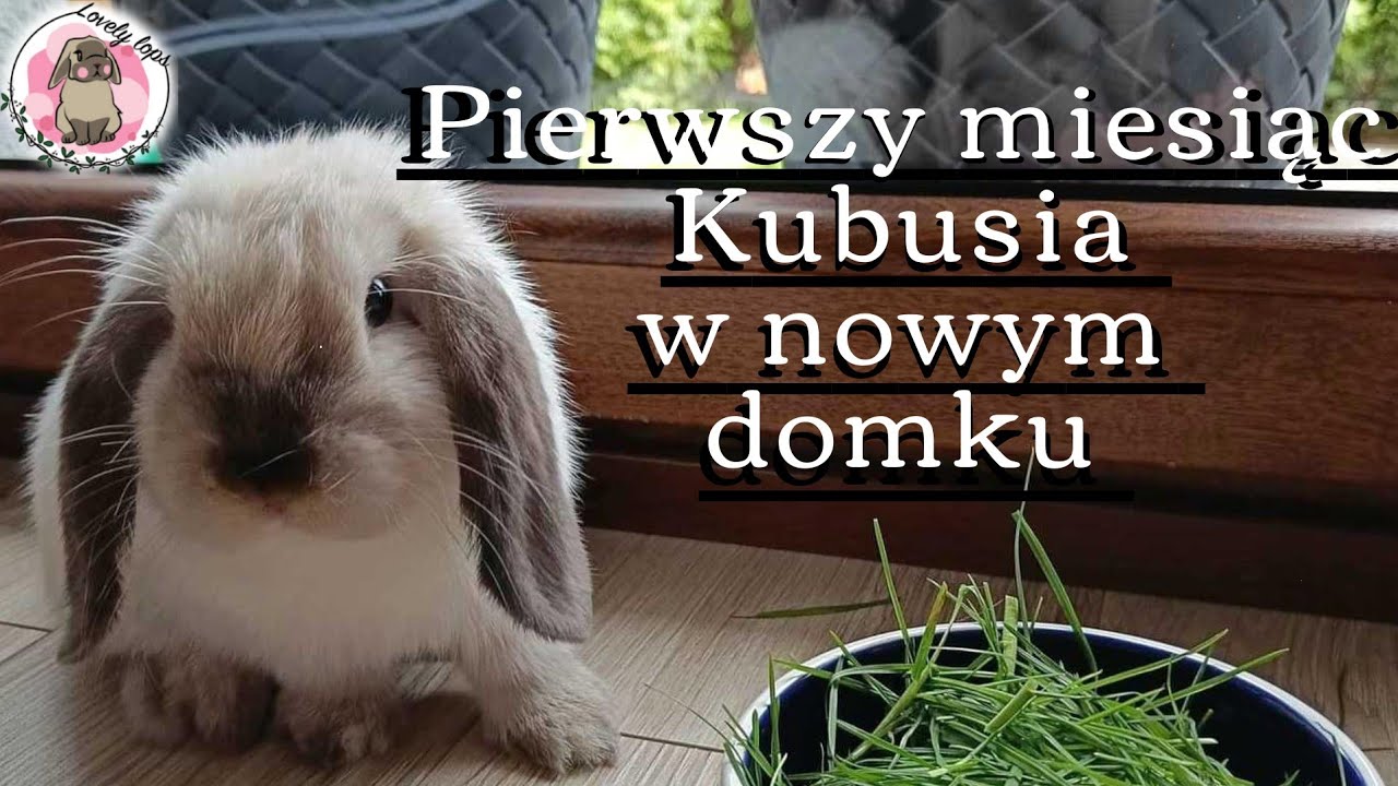 Pierwszy miesiąc króliczka Kubusia w nowym domu MINI LOP BUNNY #LOVELYLOPSPOLAND